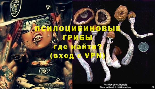 прущие грибы Пересвет
