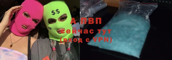 прущие грибы Пересвет